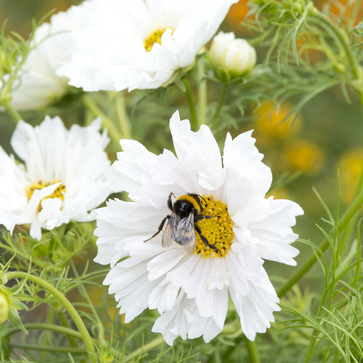 Cosmos double blanc - Cosmos bipinnatus 'Double Dutch White' - Willemse