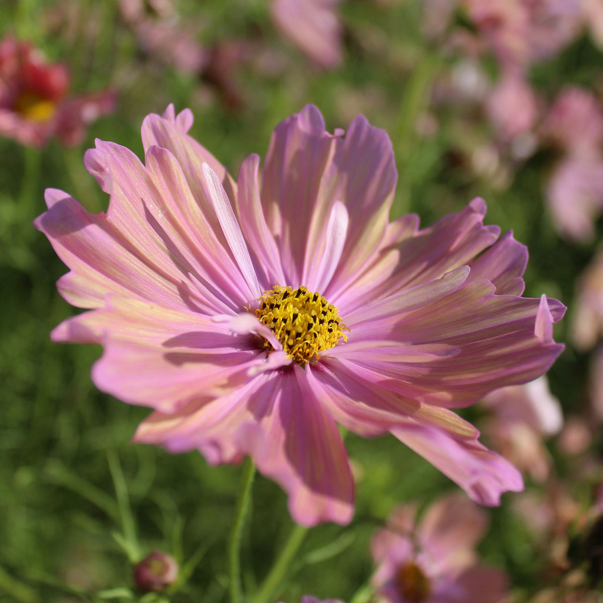 Cosmos Apricotta - Cosmos Apricotta - Willemse