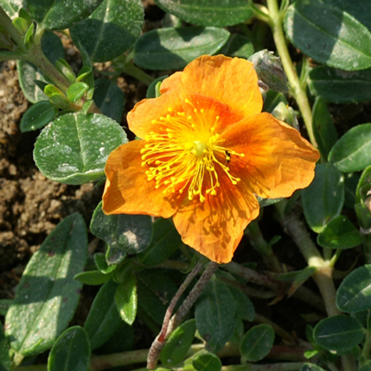 Hélianthème Bronzeteppich - Helianthemum bronzeteppich - Willemse