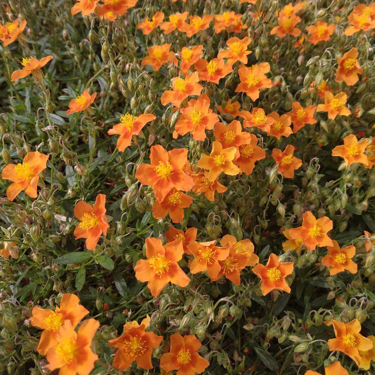 Hélianthème Bronzeteppich - Helianthemum Bronzeteppich - Willemse