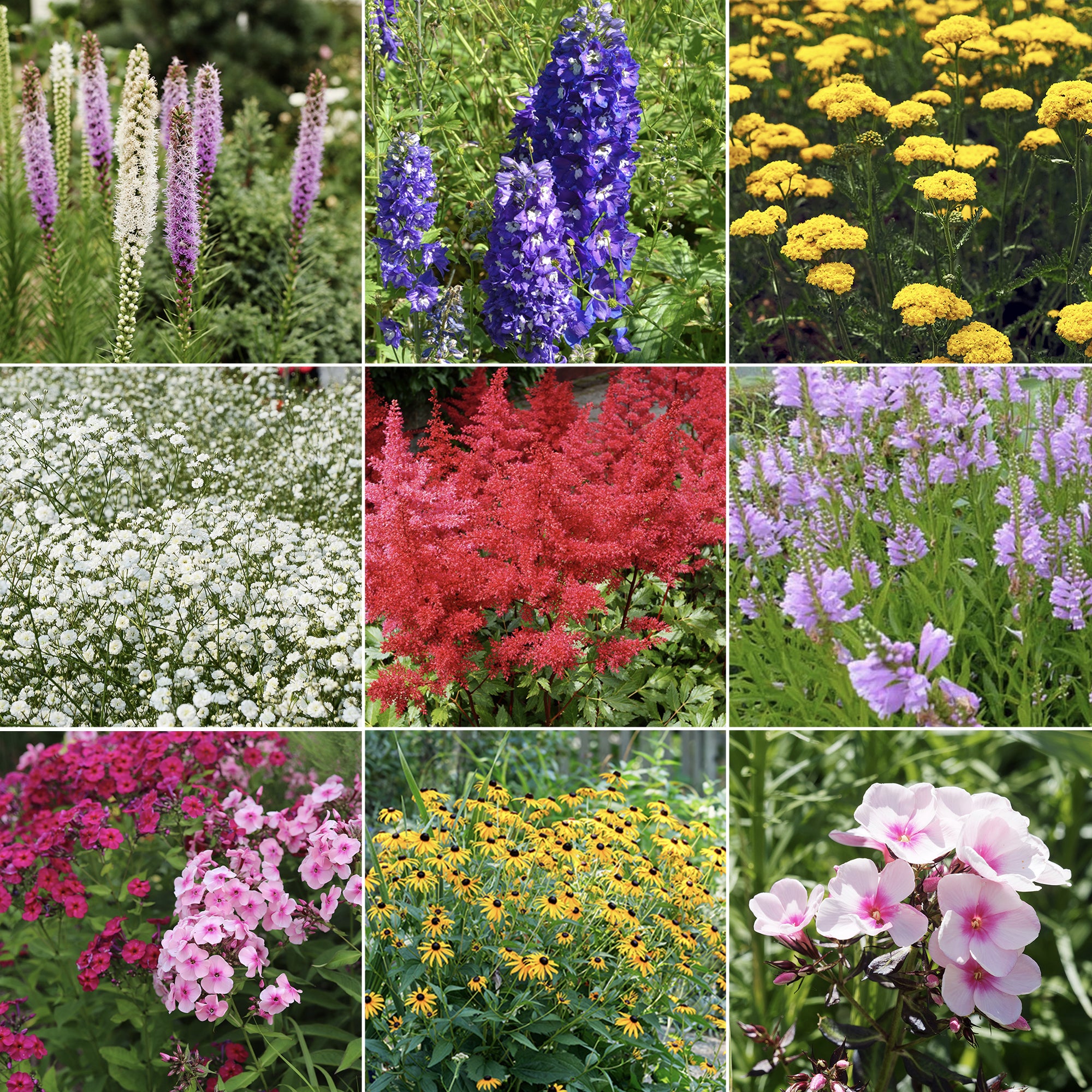 Massif de 50 plantes vivaces assorties pour 6 m²