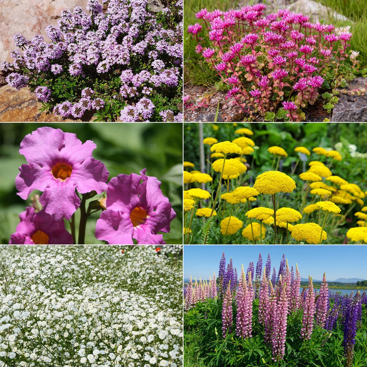 Collection variée de 12 plantes vivaces - 2 m² - Sedum acre, Hosta, Aster, Erigeron speciosus Rosa Jewel, Delphinium, Phlox paniculata, Thymus serpyllum, Sedum spurium, Incarvillea Delavayi, Achillea , Gypsophila paniculata, Lupinus - Willemse