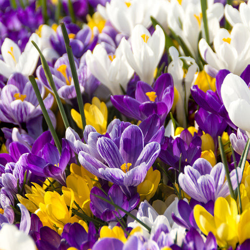 100 Bulbes de fleurs Running Wild en mélange - Narcissus, Tulipa, Crocus, Allium, Muscari, Anemone, Galanthus - Willemse