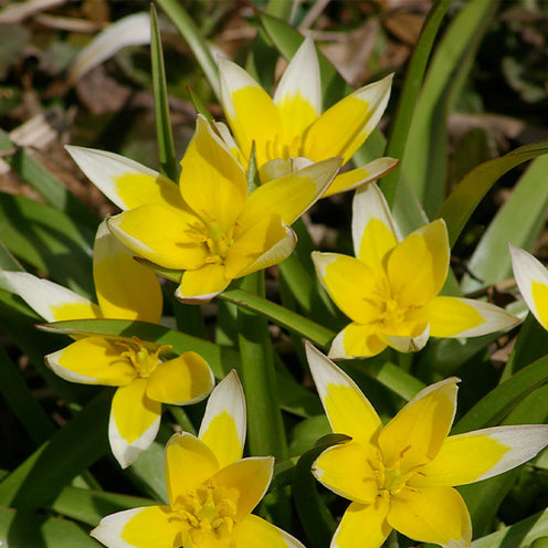 100 Bulbes de fleurs Running Wild en mélange