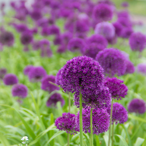 100 Bulbes de fleurs 6 Mois de Fleurs en mélange