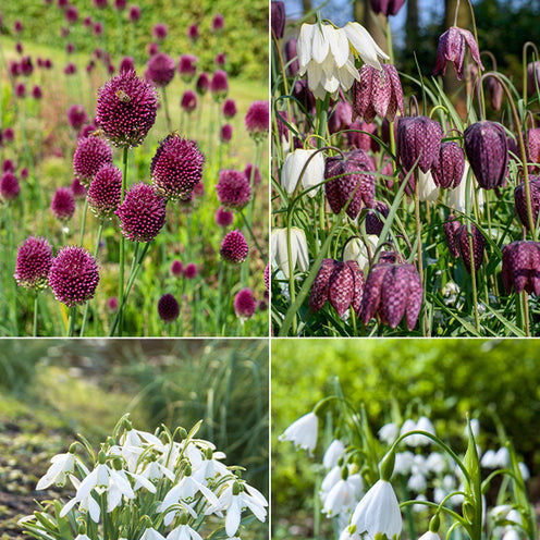 70 Bulbes de fleurs Butterfly Food en mélange