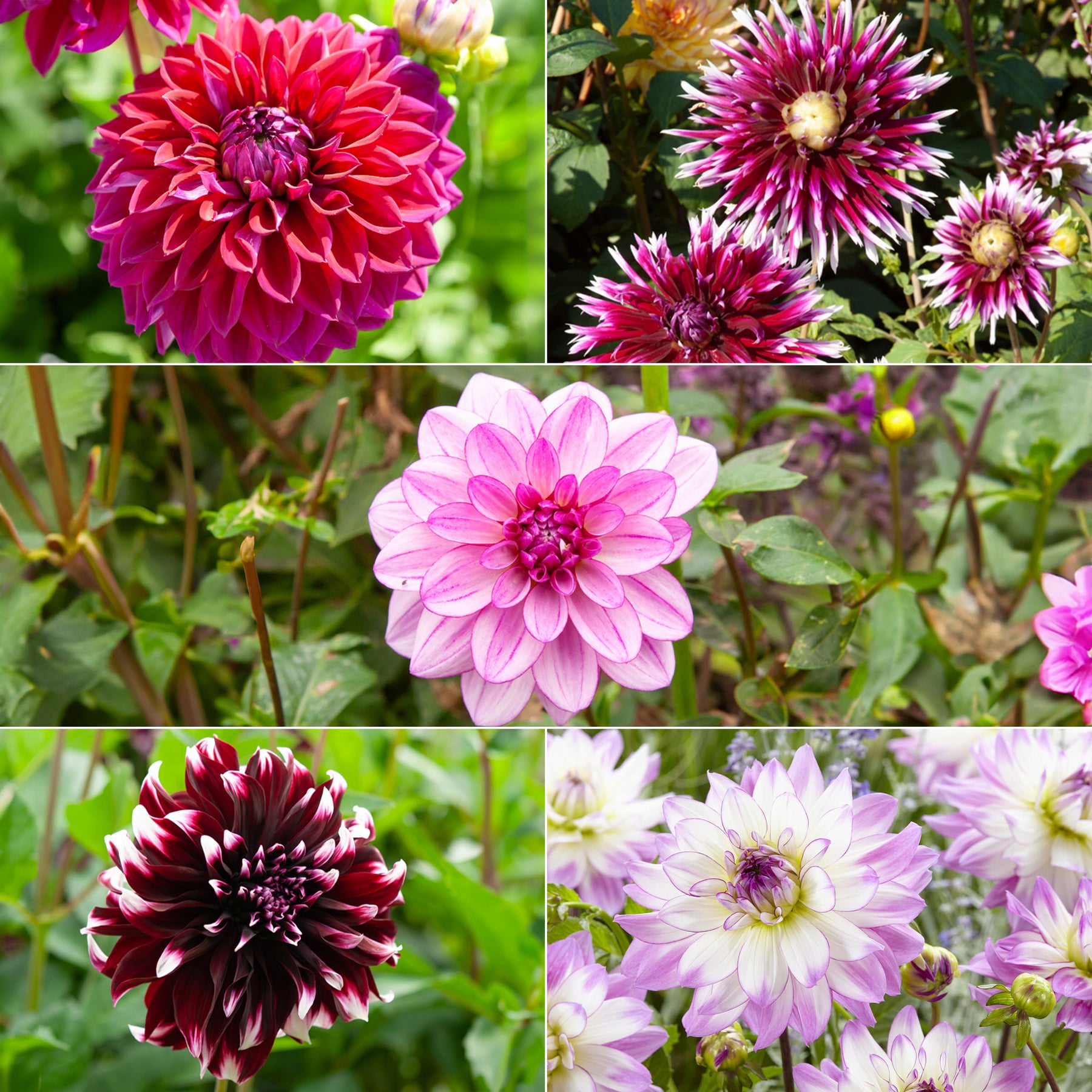 5 Grands Dahlias en mélange - Dahlia 'diva', 'clair obscur', 'contraste', 'seduc - Plantes