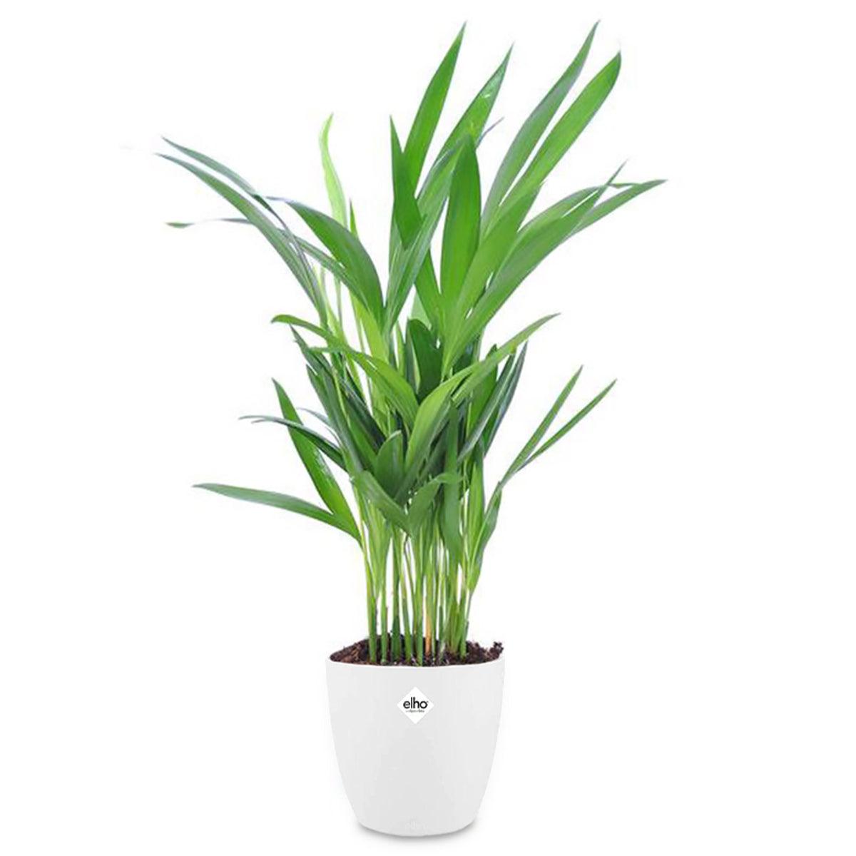 Palmier d'intérieur et son cache-pot blanc ELHO - Dypsis lutescens - Willemse