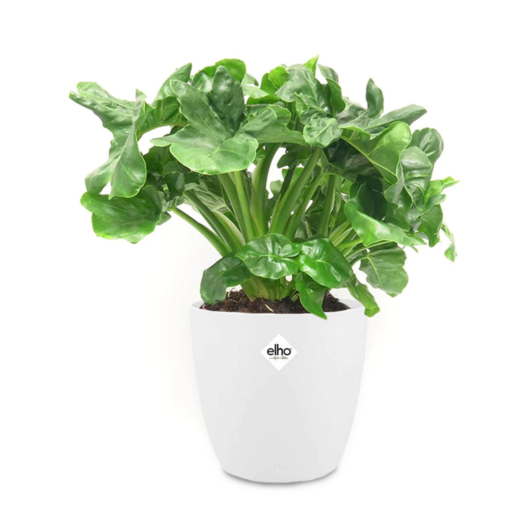 Philodendron Atom et son cache-pot blanc ELHO