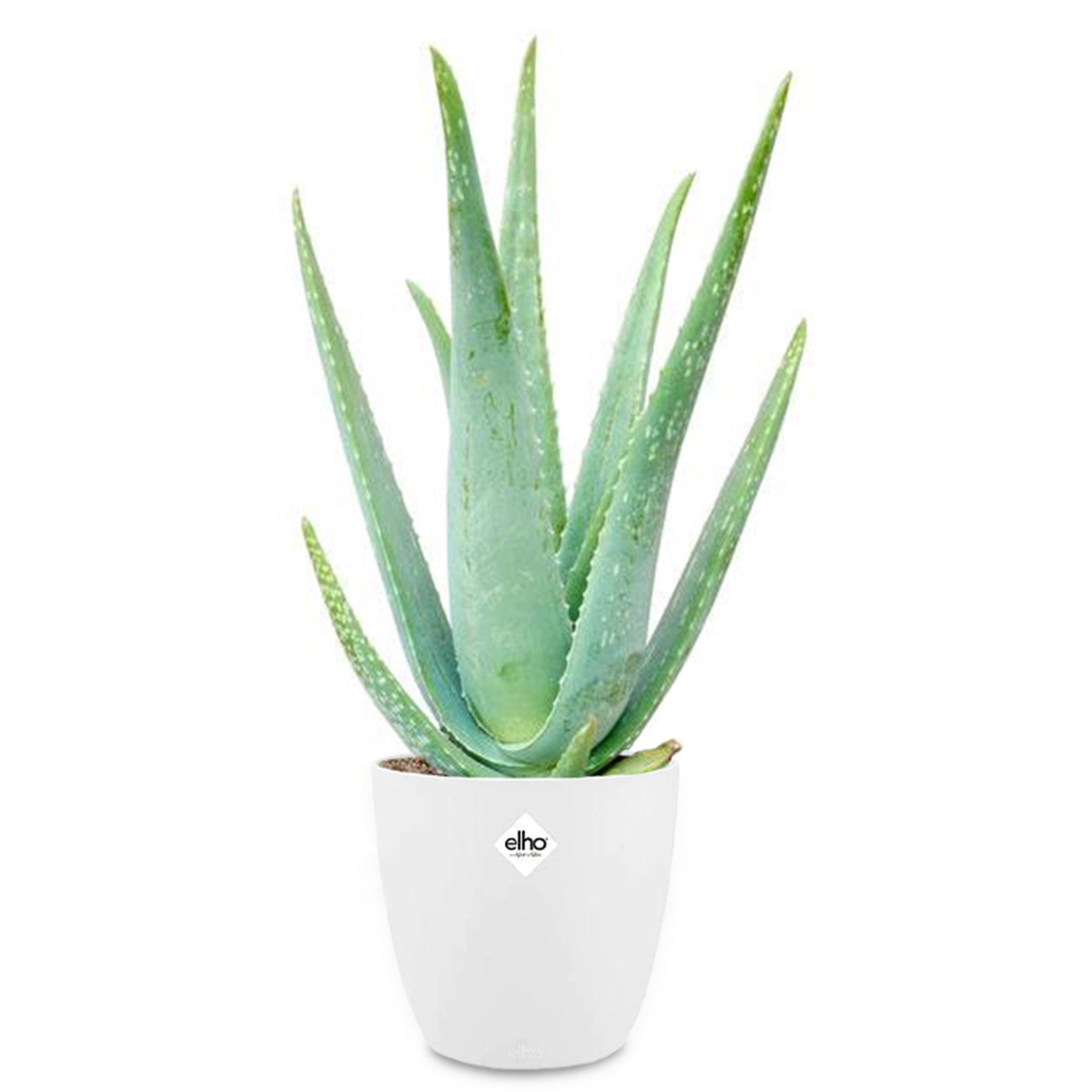 Aloe vera et son cache-pot blanc ELHO