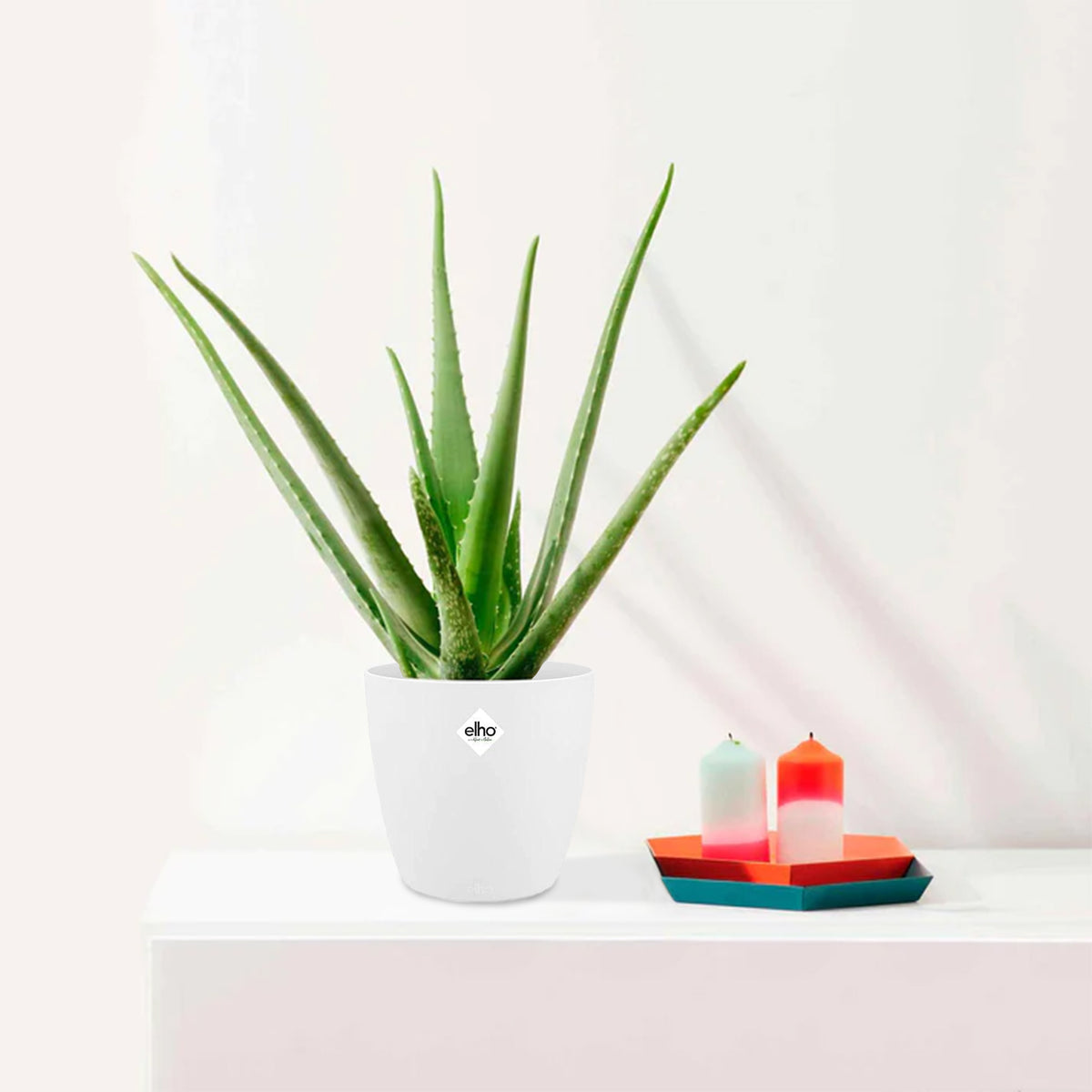 Aloe vera et son cache-pot blanc ELHO