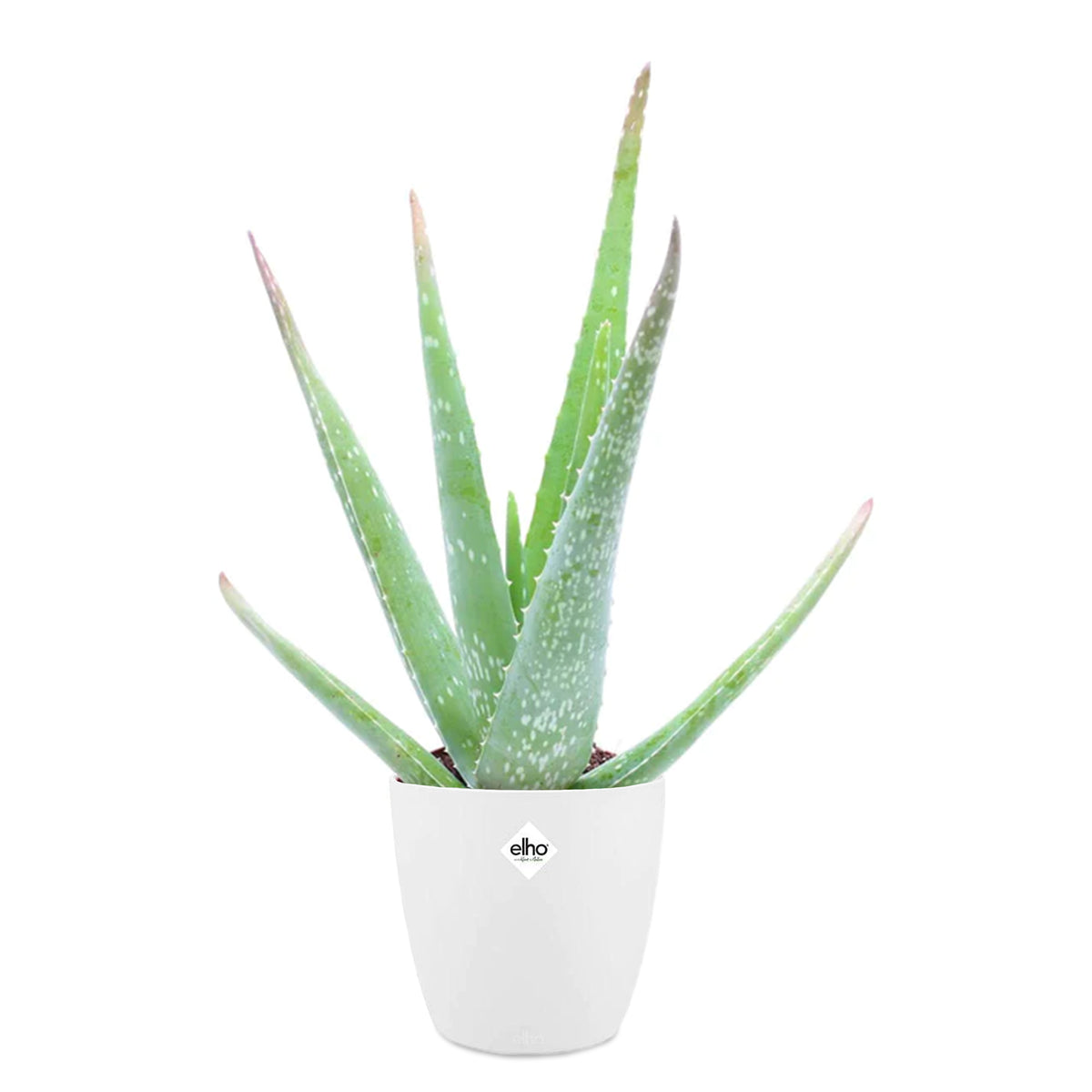 Aloe vera et son cache-pot blanc ELHO