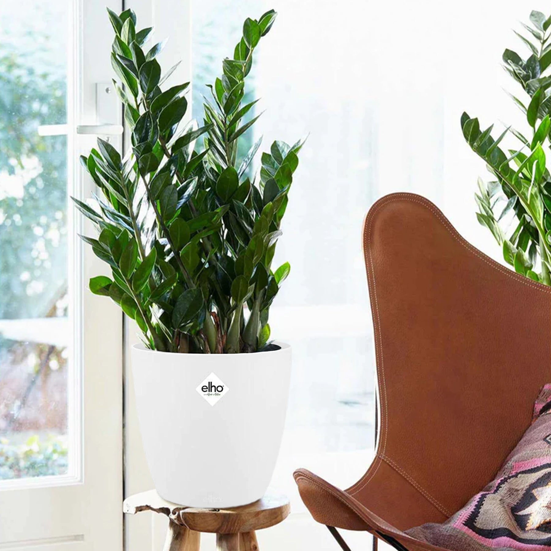 Zamioculcas et son cache-pot blanc ELHO