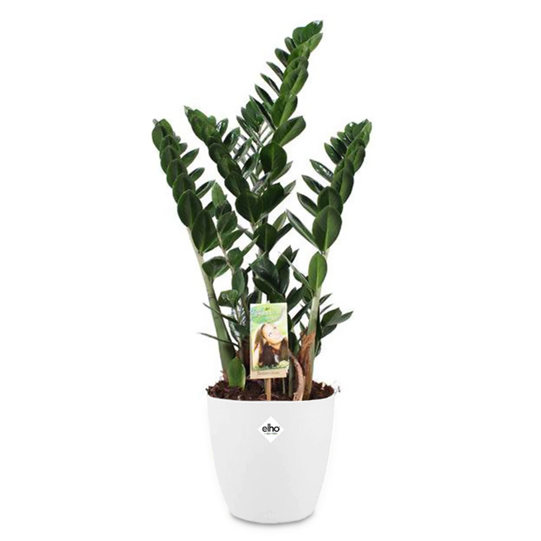 Zamioculcas et son cache-pot blanc ELHO