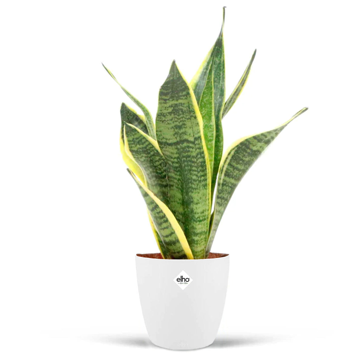 Sansevière Futura superba et son cache-pot blanc ELHO - Sansevieria futura superba - Willemse