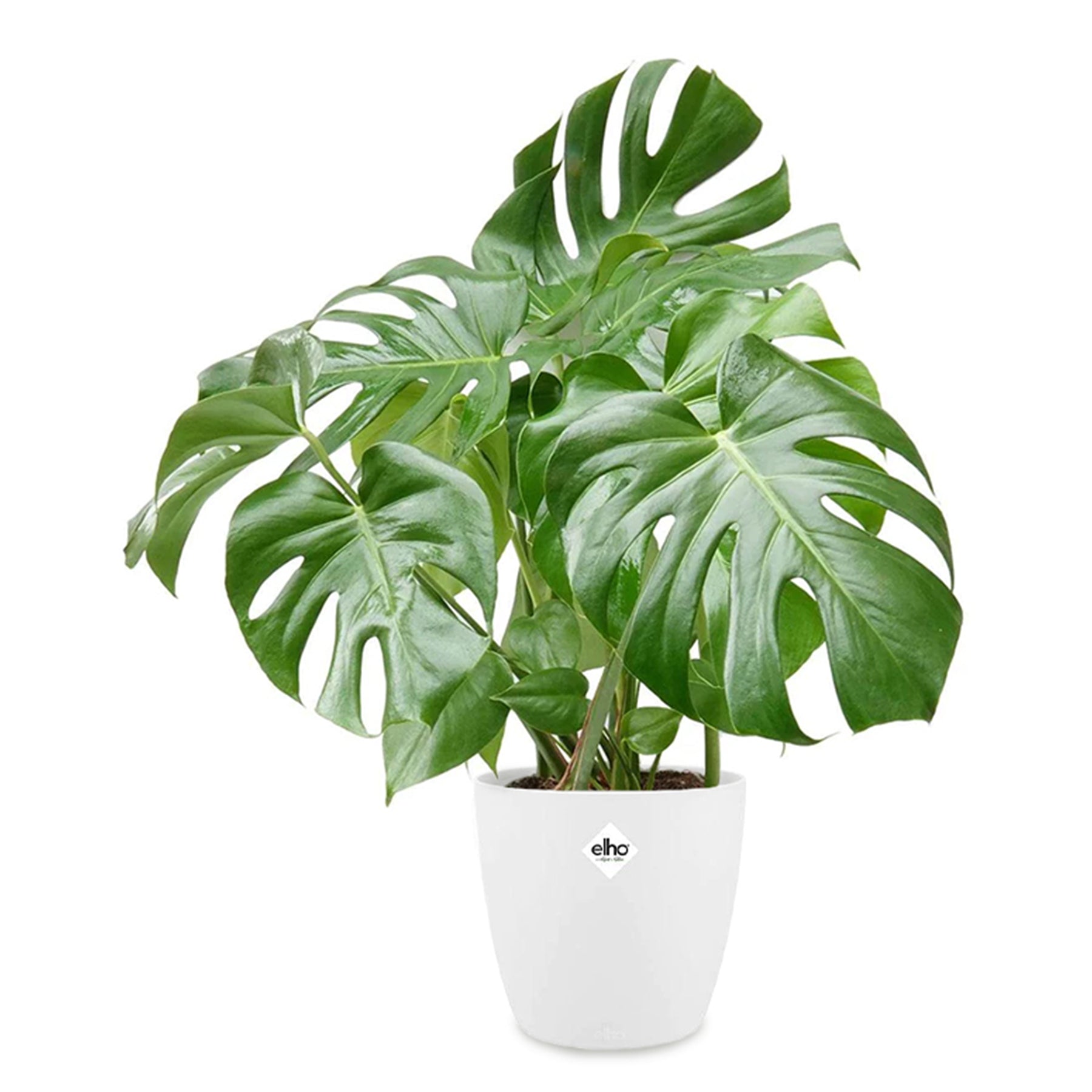 Monstera et son cache-pot blanc ELHO