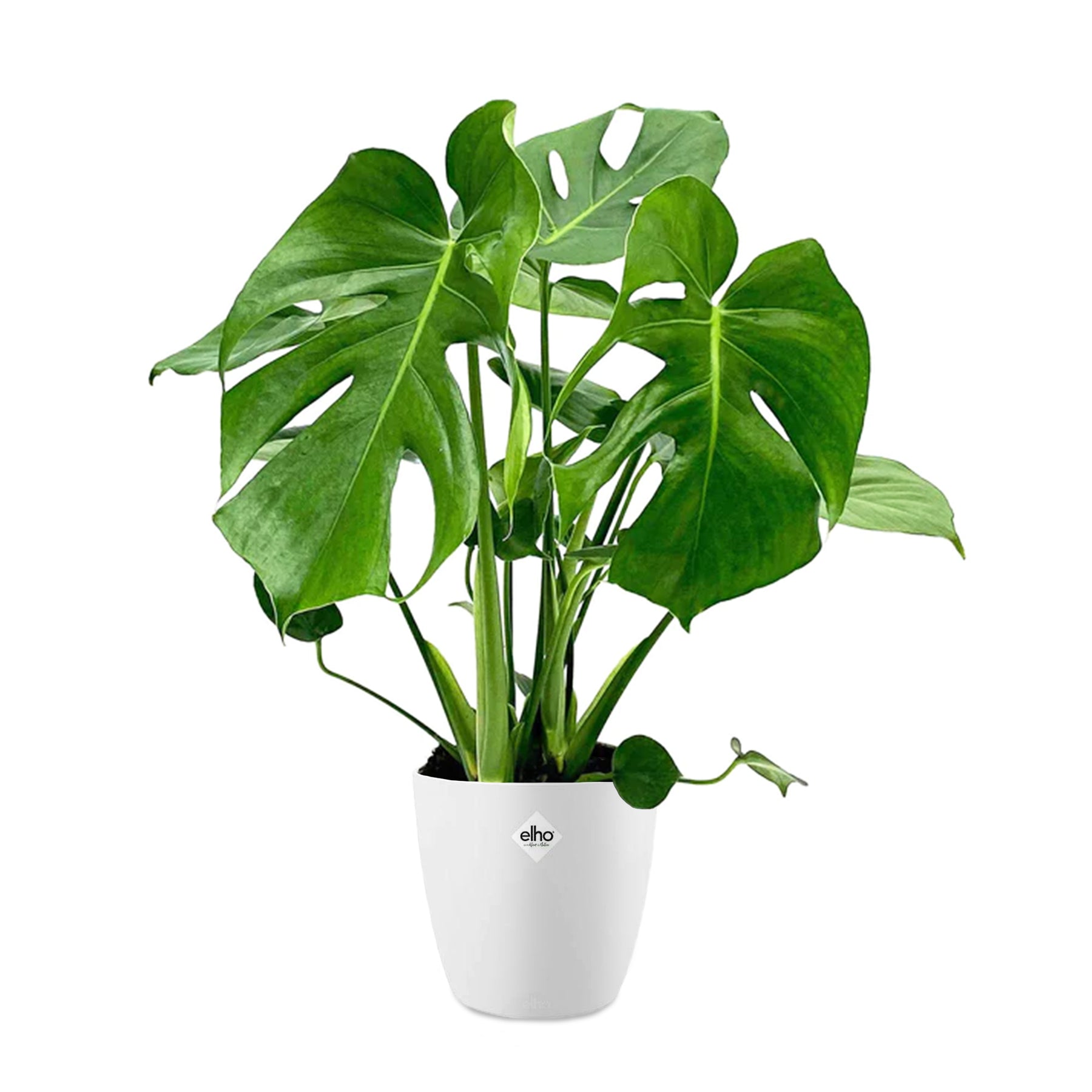 Monstera et son cache-pot blanc ELHO