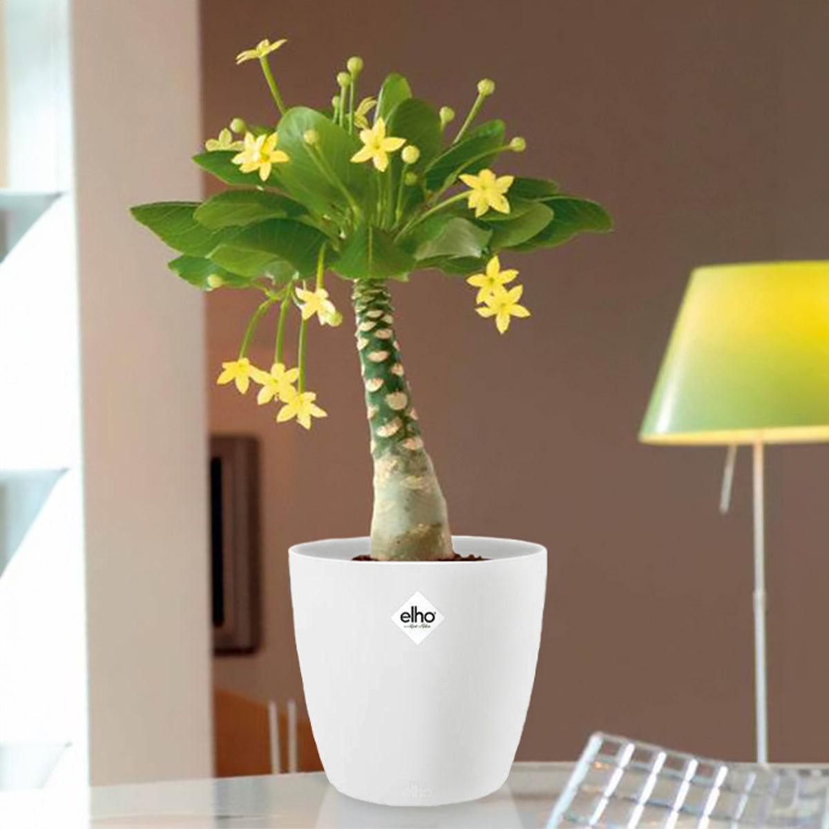 Palmier Hawaien et son cache-pot blanc ELHO - Brighamia insignis kirsten - Willemse