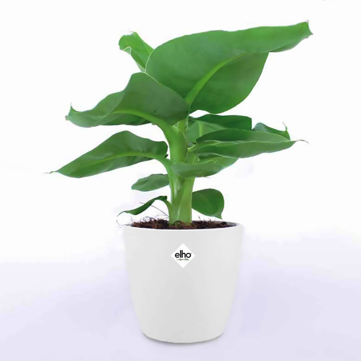 Bananier d'ornement nain et son cache-pot blanc ELHO - Musa oriental Dwarf - Willemse