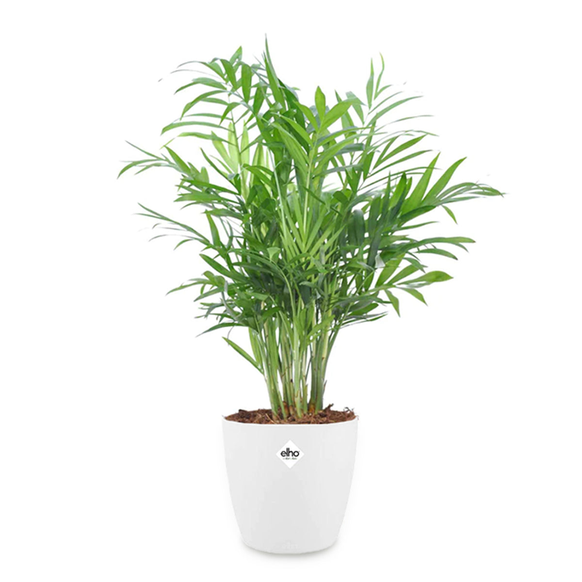 Palmier nain et son cache-pot blanc ELHO - Chamaedorea elegans - Willemse
