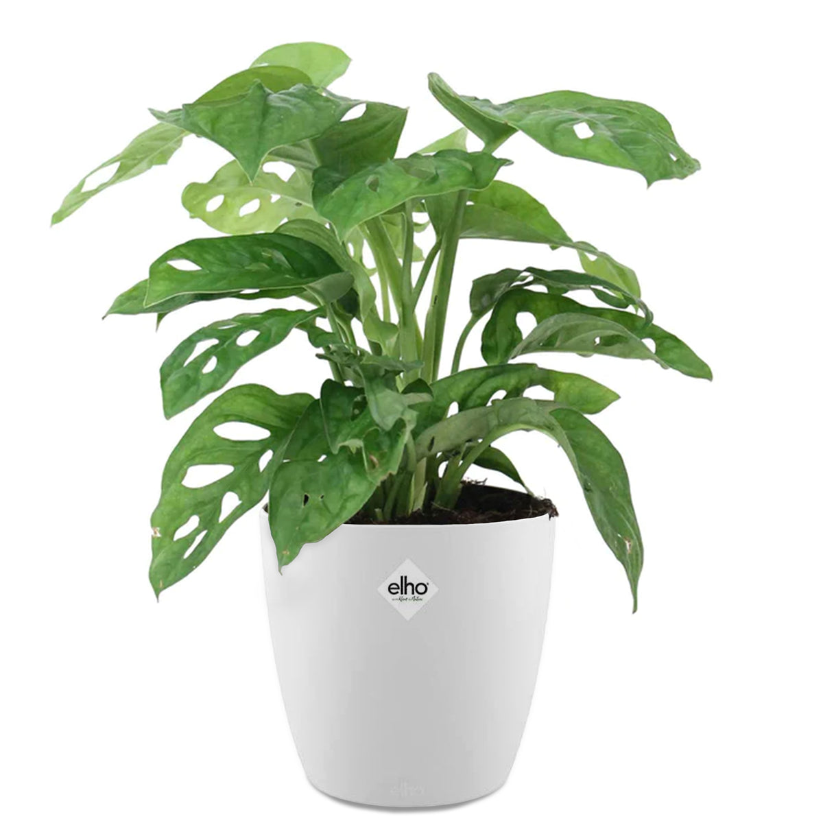 Philodendron Monstera Monkey Mask et son cache-pot blanc ELHO - Monstera deliciosa Monkey Mask - Willemse
