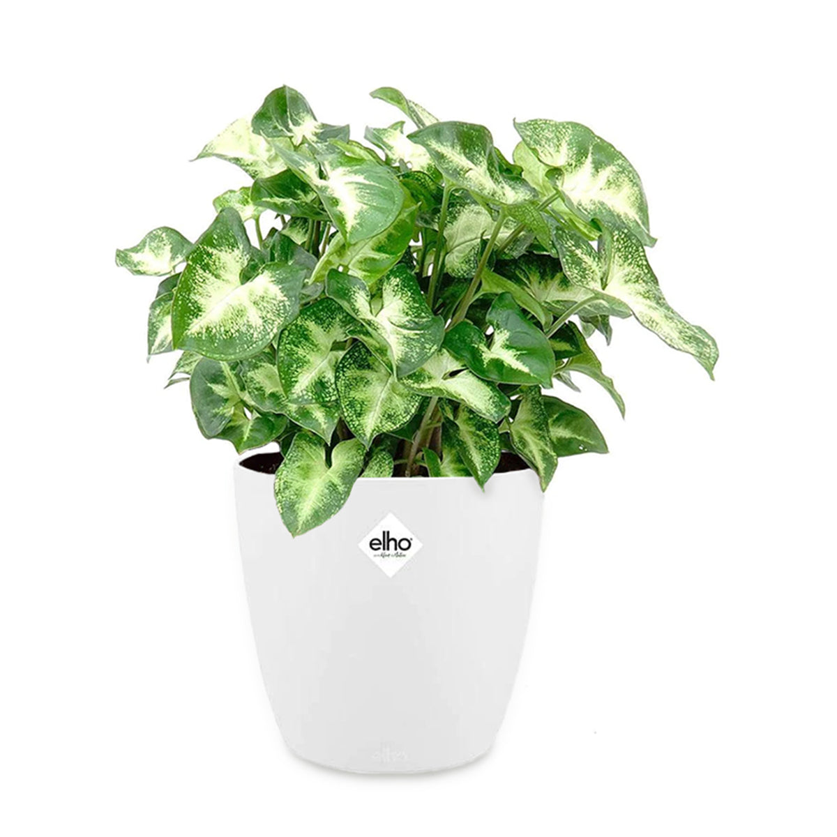 Syngonium Pixie et son cache-pot blanc ELHO - Syngonium pixie - Willemse