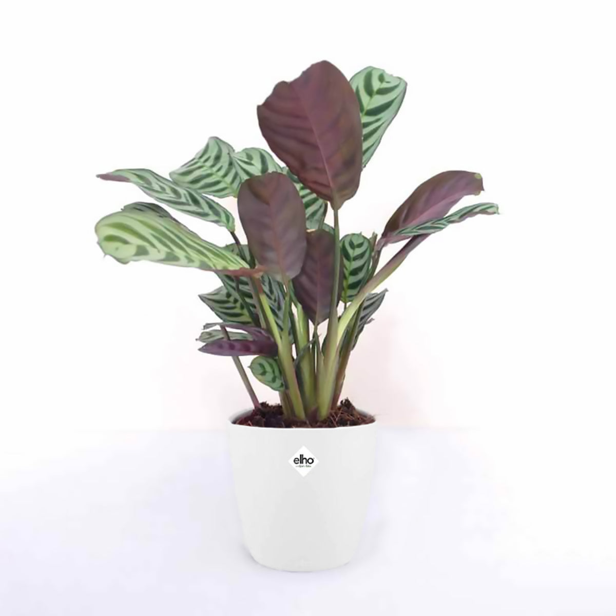 Dormeuse et son cache-pot blanc ELHO - Ctenanthe burle-marxii - Willemse