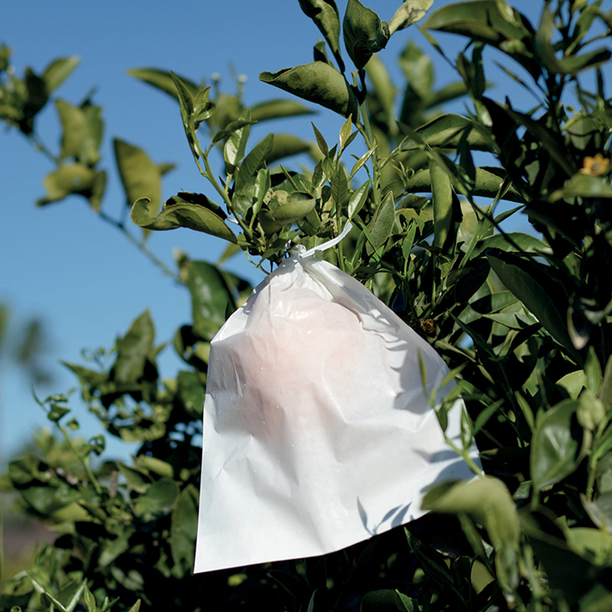 Fruitsac - - Willemse