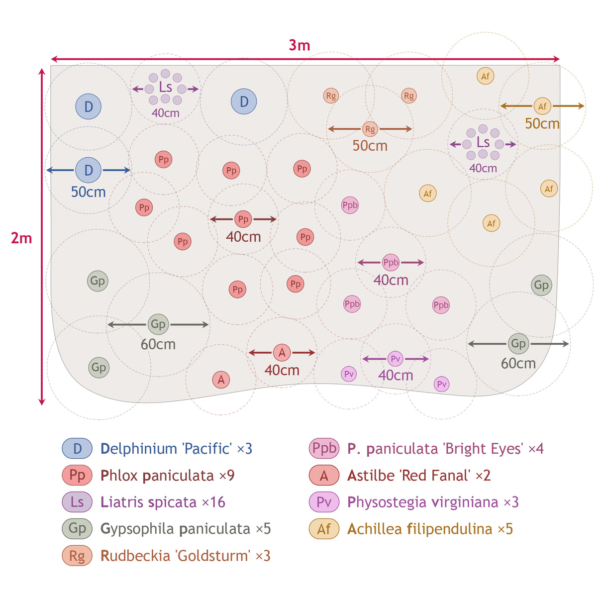 Massif de 50 plantes vivaces assorties - Superficie environ 6 m² - Delphinium, Phlox, Liatris, Gypsophila, Rudbeckia, Physostegia, Astilbe, Achillea - Willemse