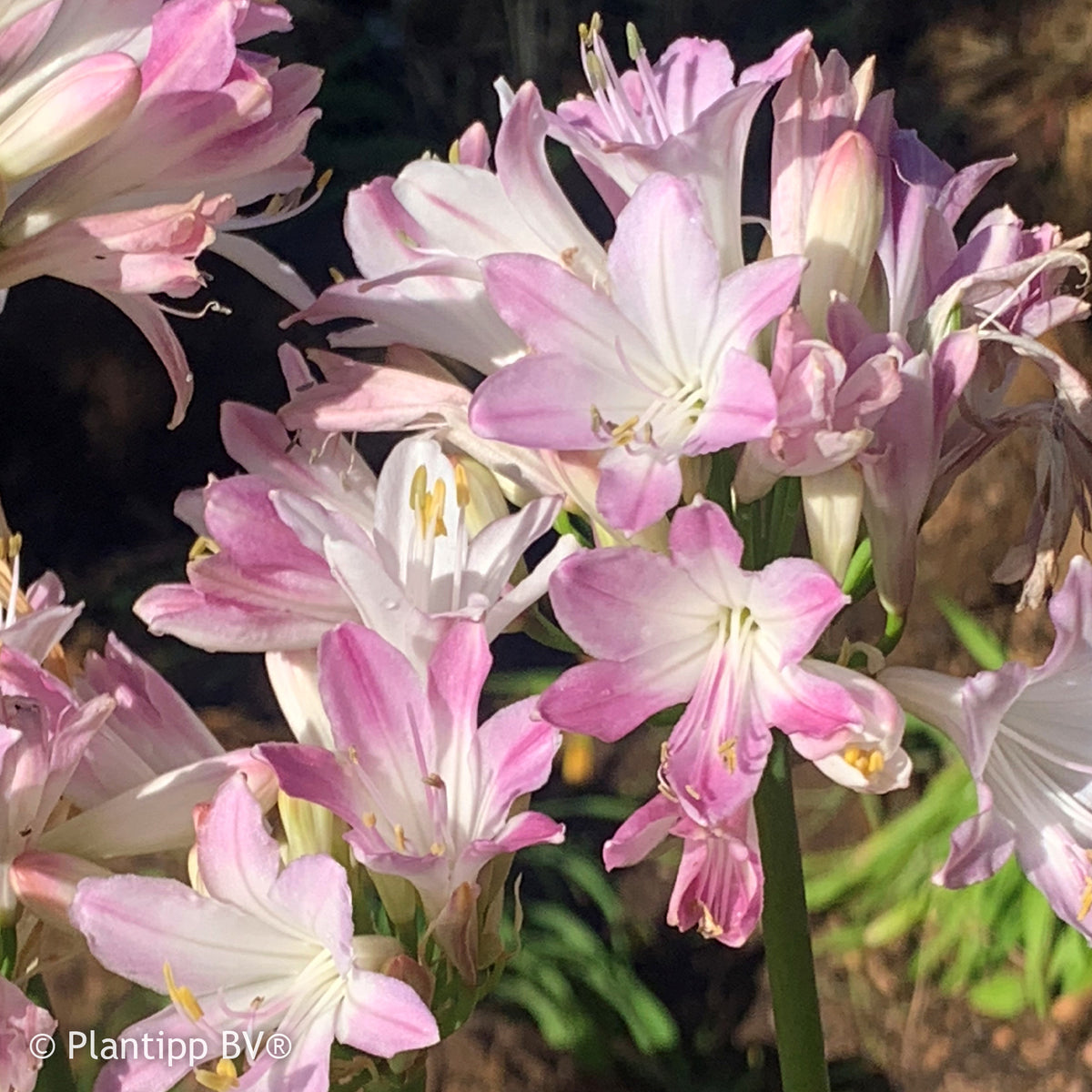 Agapanthe Blush Pink - Agapanthus Blush Pink - Willemse