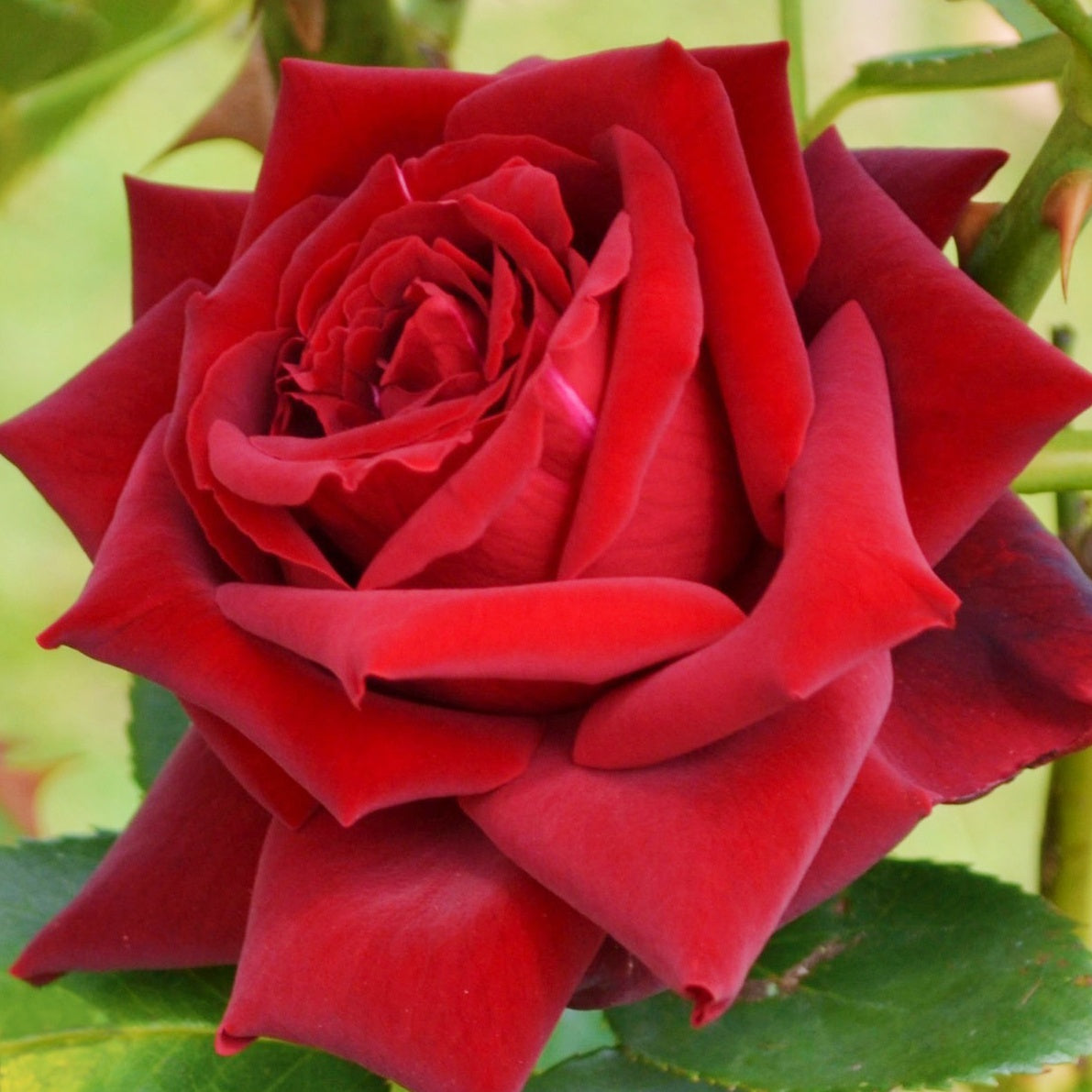 Rosier buisson Grande Amore ® - Rosa Grande Amore ® - Rosiers