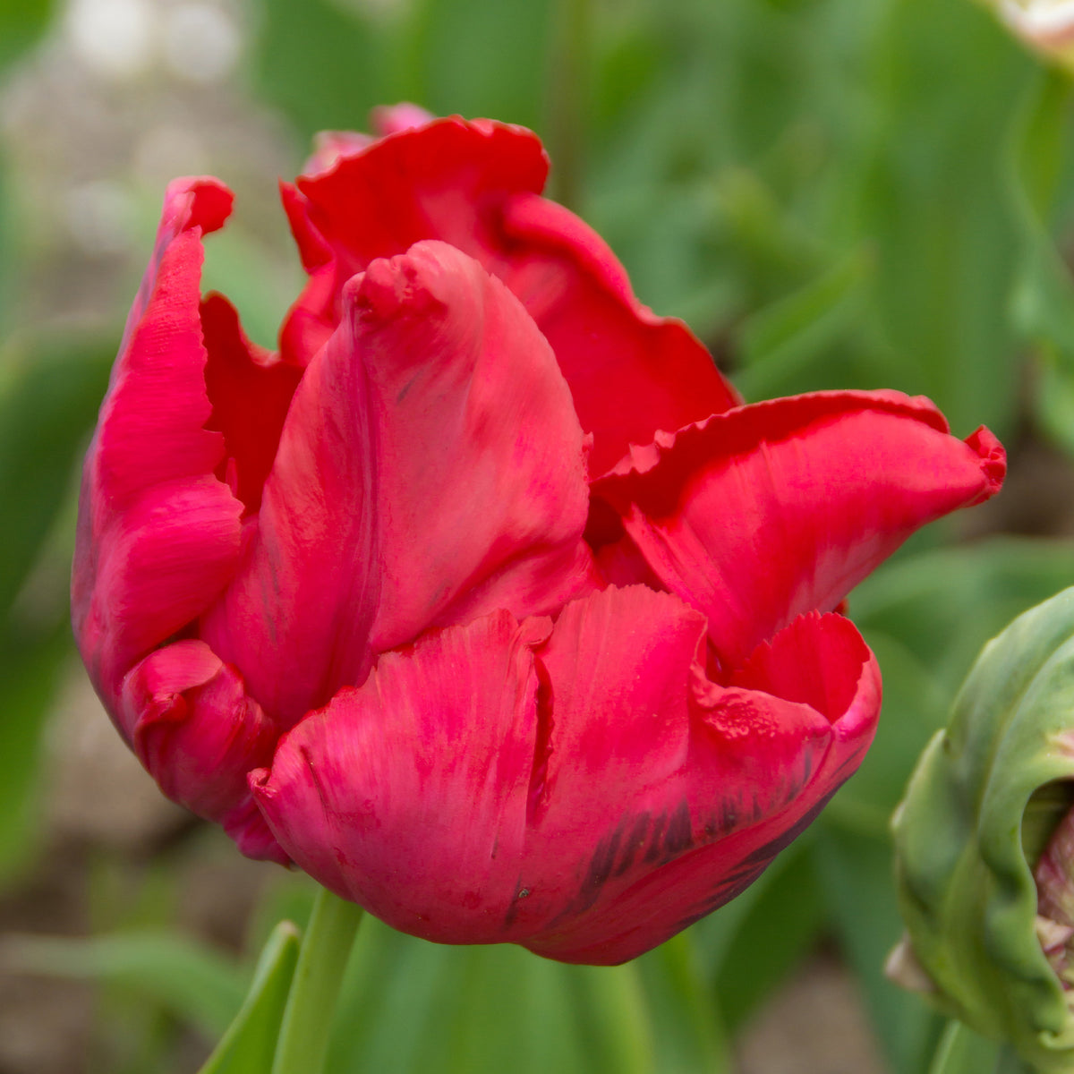 8 Tulipes perroquets Red Madona - Tulipa parrot Red Madona - Willemse
