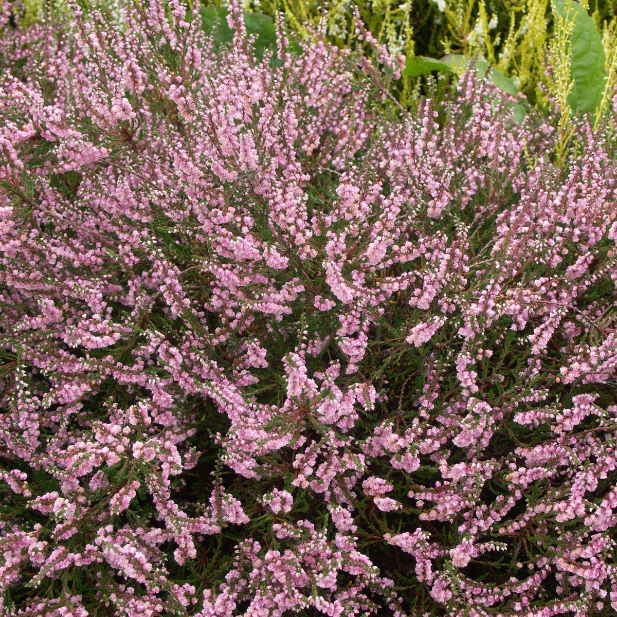 3 Bruyères d'été rose à feuilles vertes - Calluna vulgaris - Willemse