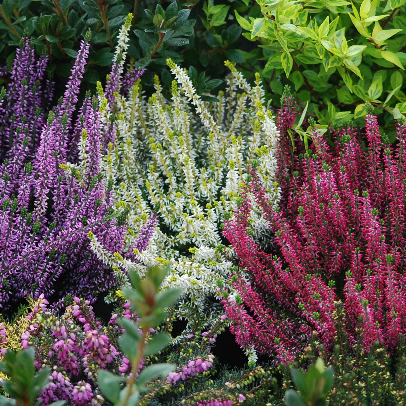 6 Bruyères d'été en mélange