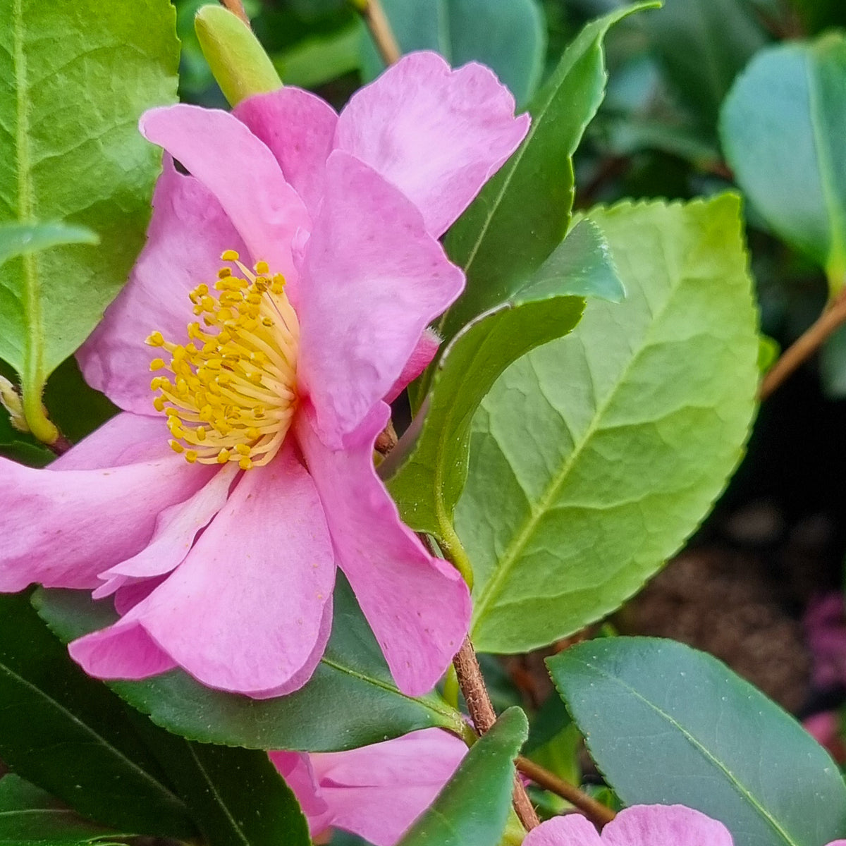 Camélia d'automne Cleopatra - Camellia sasanqua Cleopatra - Willemse