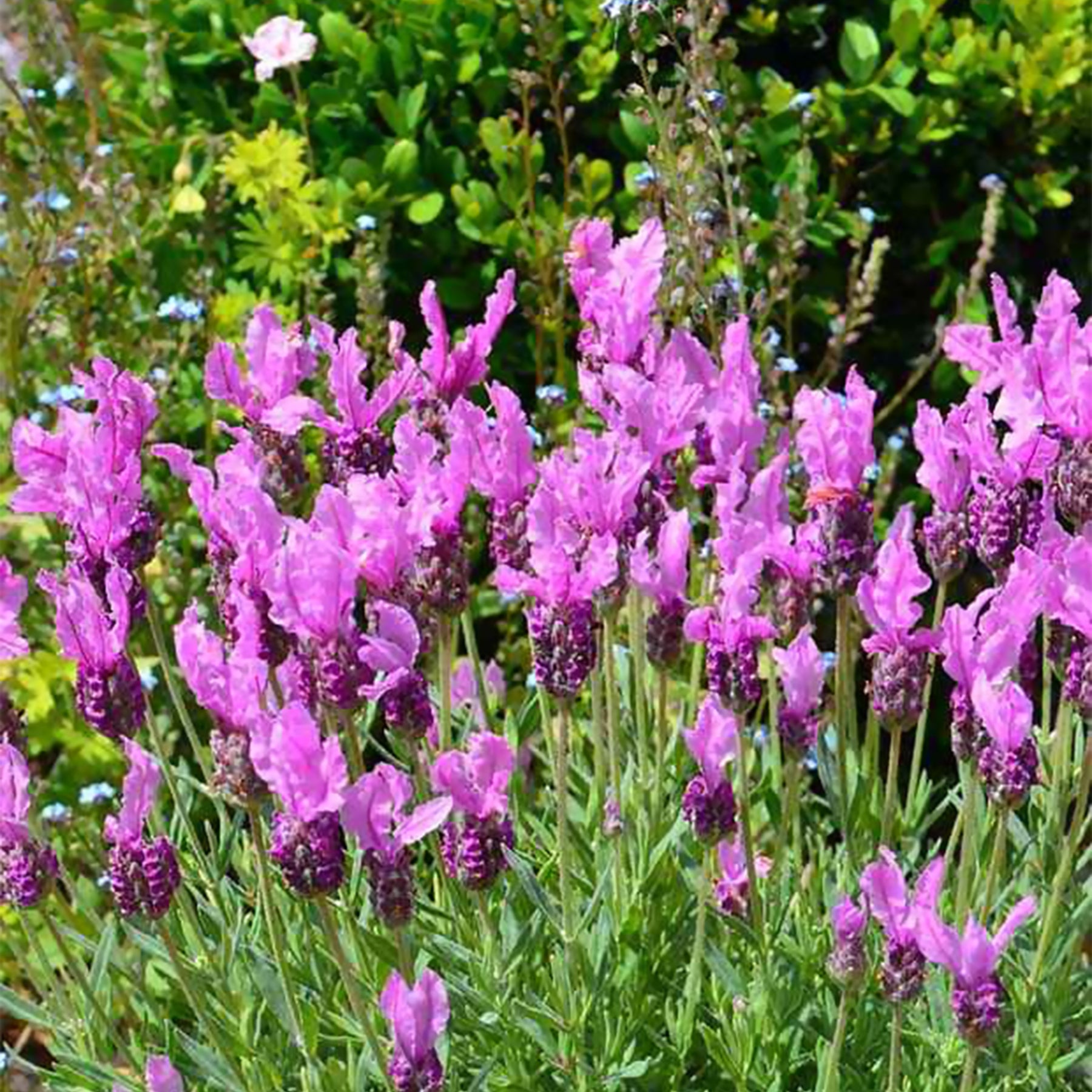 Lavande papillon The Princess ® Lavender - Lavandula stoechas the princess ® lavender 'ib910- - Lavandes