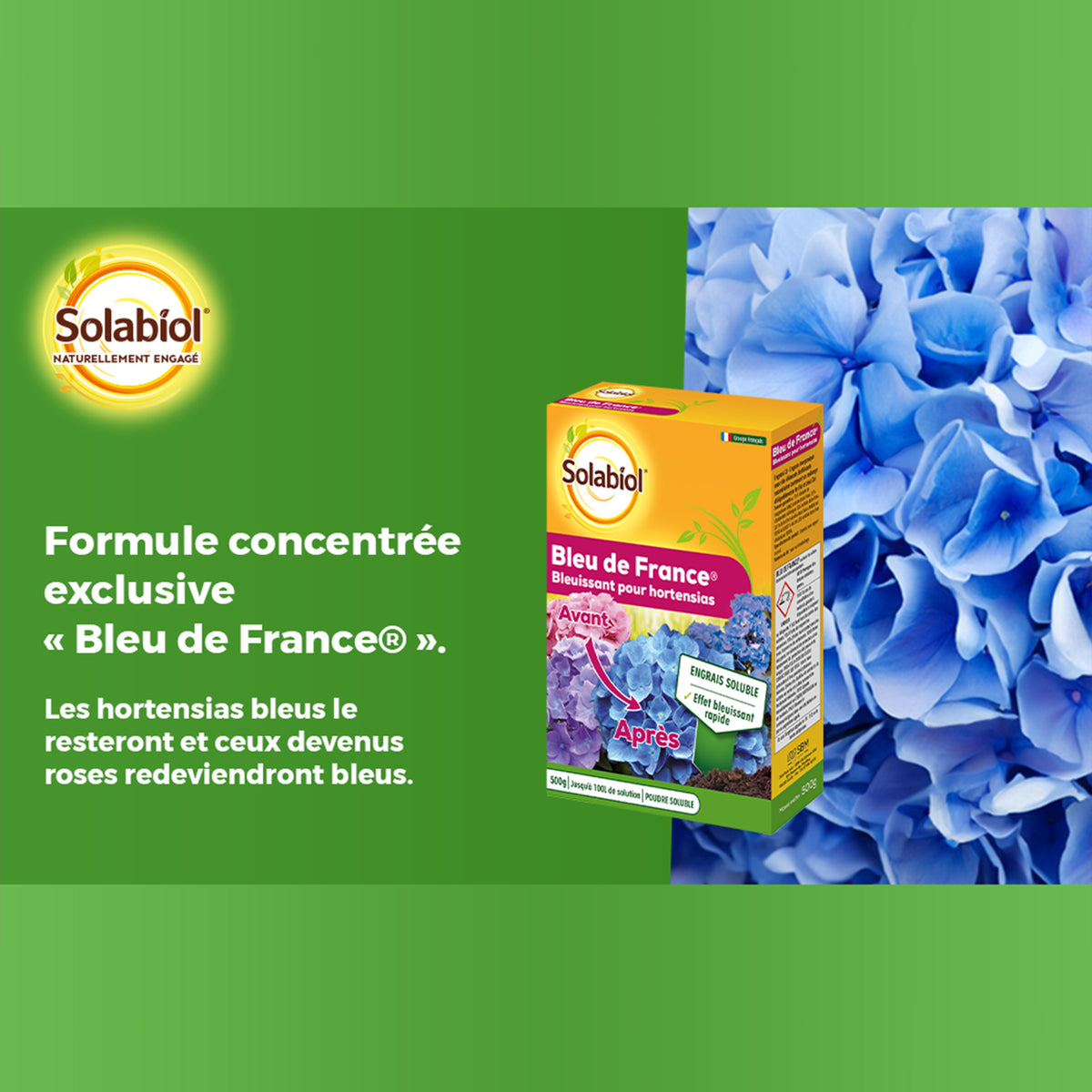 Bleu de France - - Willemse
