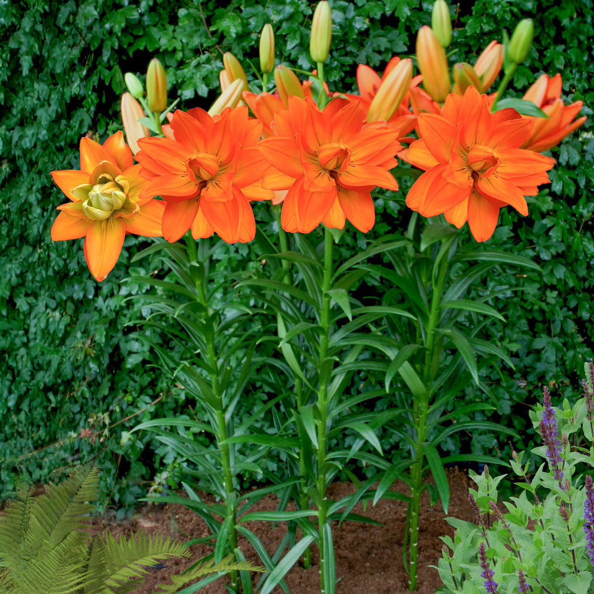 Lis Hulk - Lillium Hulk - Willemse