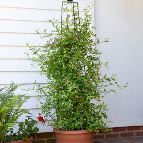 Jasmin Starry Summer Scent - Jasminum x stephanense Starry Summer Scent - Willemse