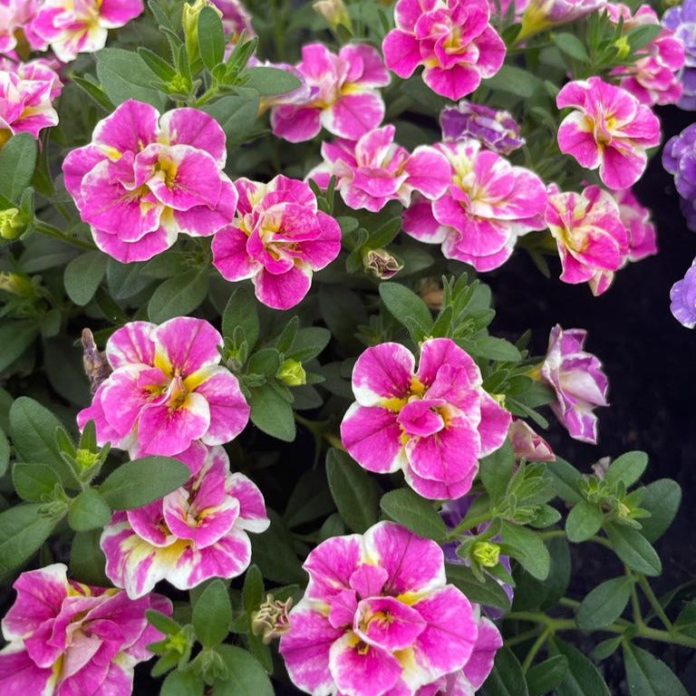 3 Mini-pétunia Double Loopy Rose - Calibrachoa Double Loopy Pink - Plantes