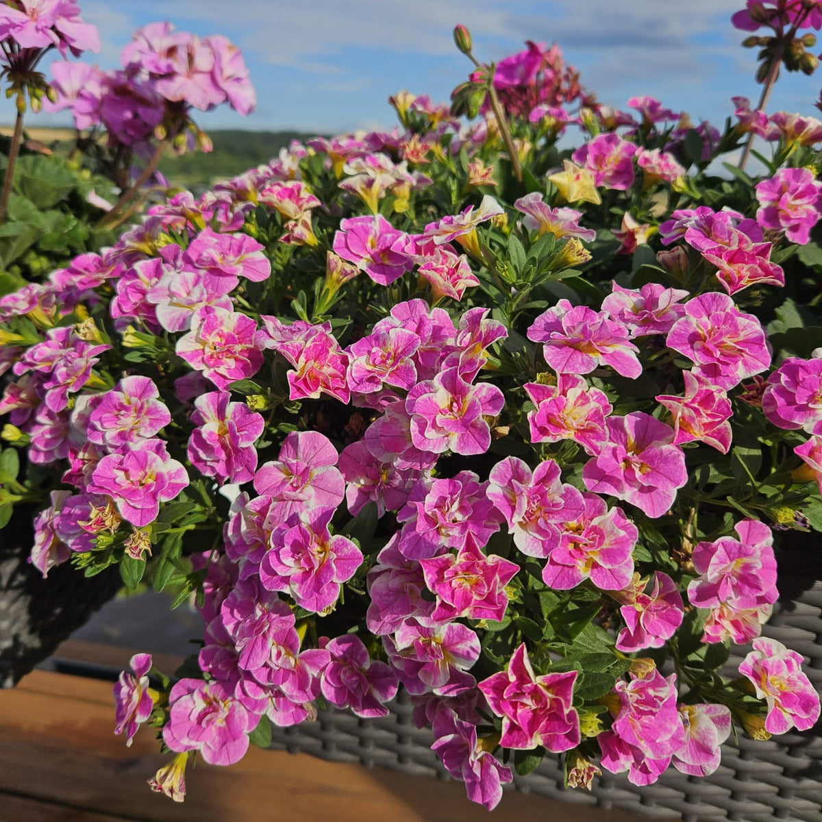 3 Mini-pétunia Double Loopy Rose - Calibrachoa Double Loopy Pink - Willemse