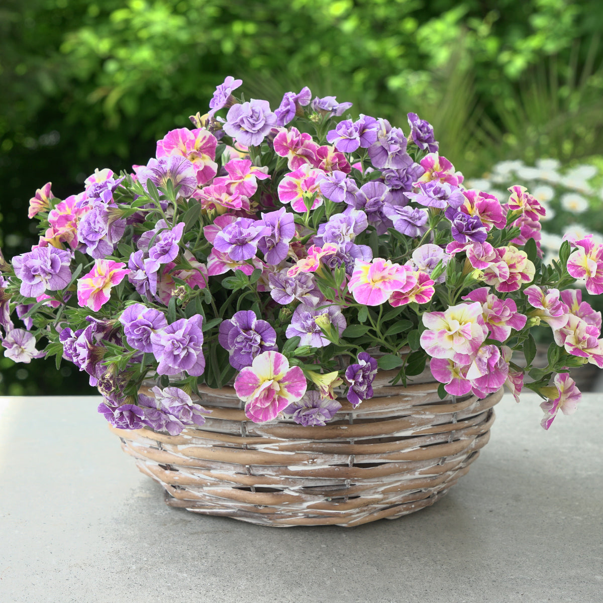 Collection de 6 Mini-pétunia Double Loopy - Calibrachoa Double Loopy Lavender + Pink - Plantes