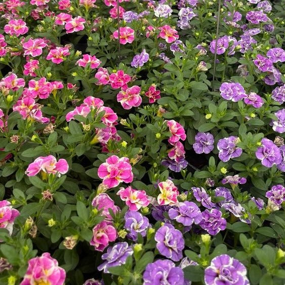 Collection de 6 Mini-pétunia Double Loopy - Calibrachoa Double Loopy Lavender + Pink - Plantes vivaces