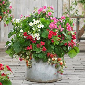 3 Fraisiers à fleurs doubles en mélange - Fragaria Summer Breeze (red, pink + white) - Plantes