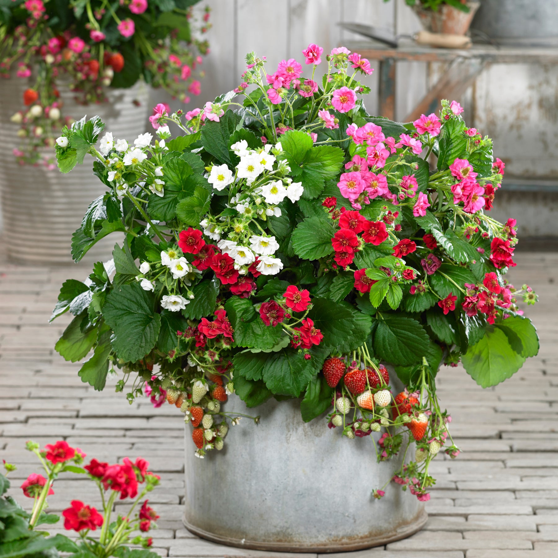 3 Fraisiers à fleurs doubles en mélange - Fragaria Summer Breeze (red, pink + white) - Fruitiers Arbres et arbustes