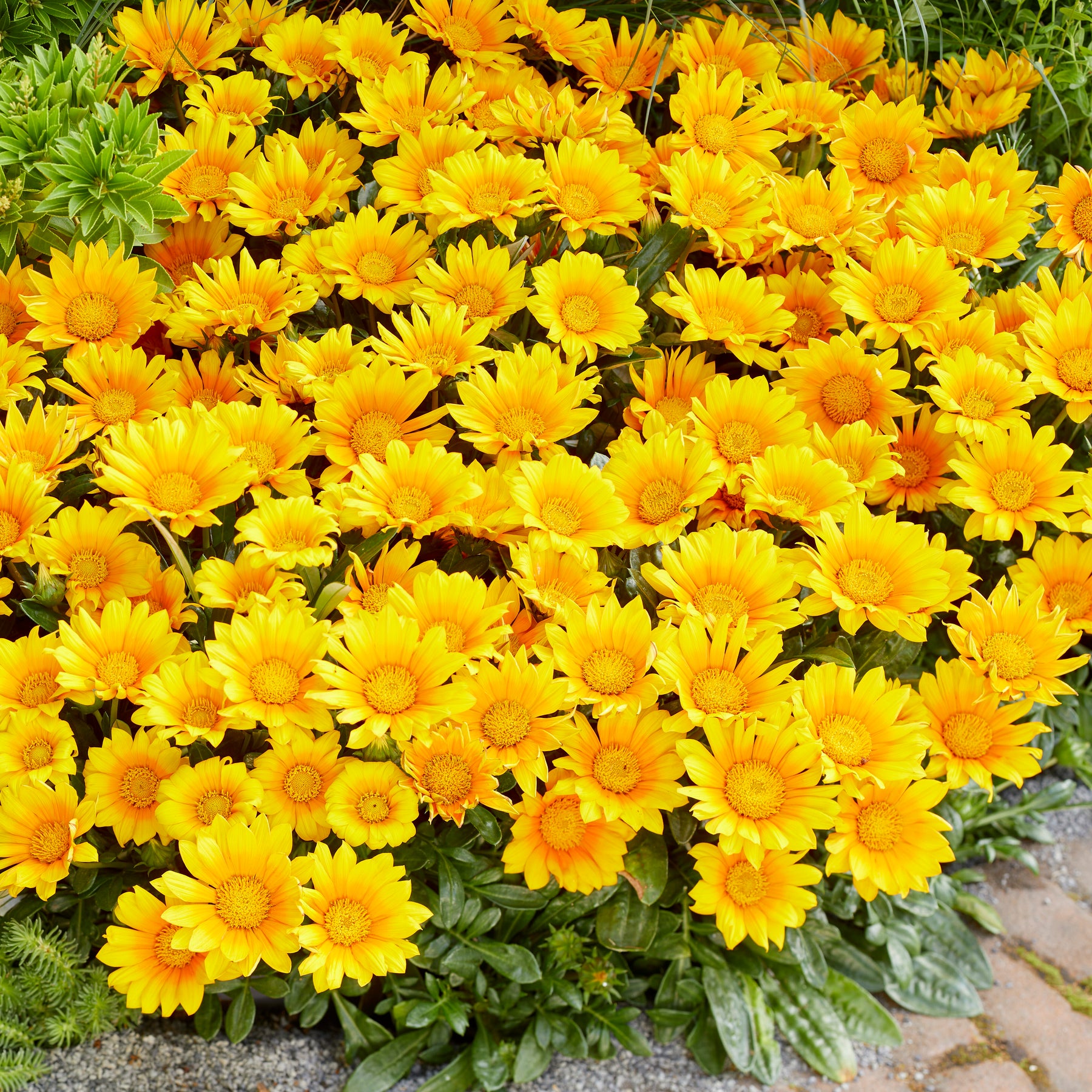 3 Gazania Suncarpet® - Gazania Suncarpet® - Plantes