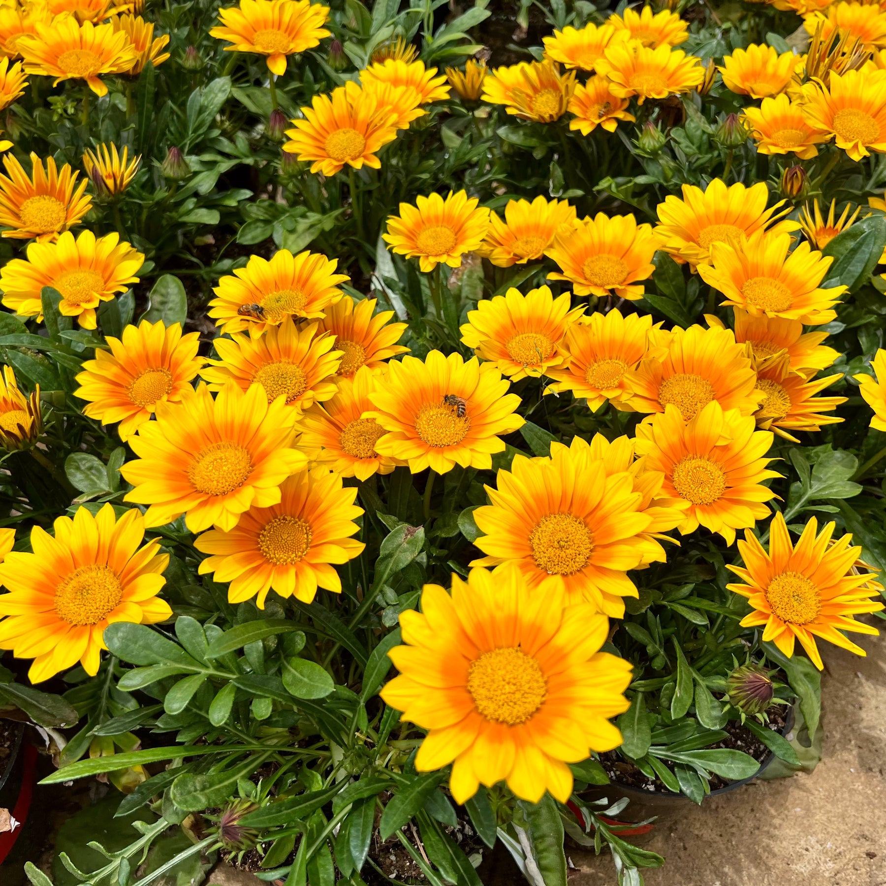 3 Gazania Suncarpet® - Gazania Suncarpet® - Fleurs vivaces