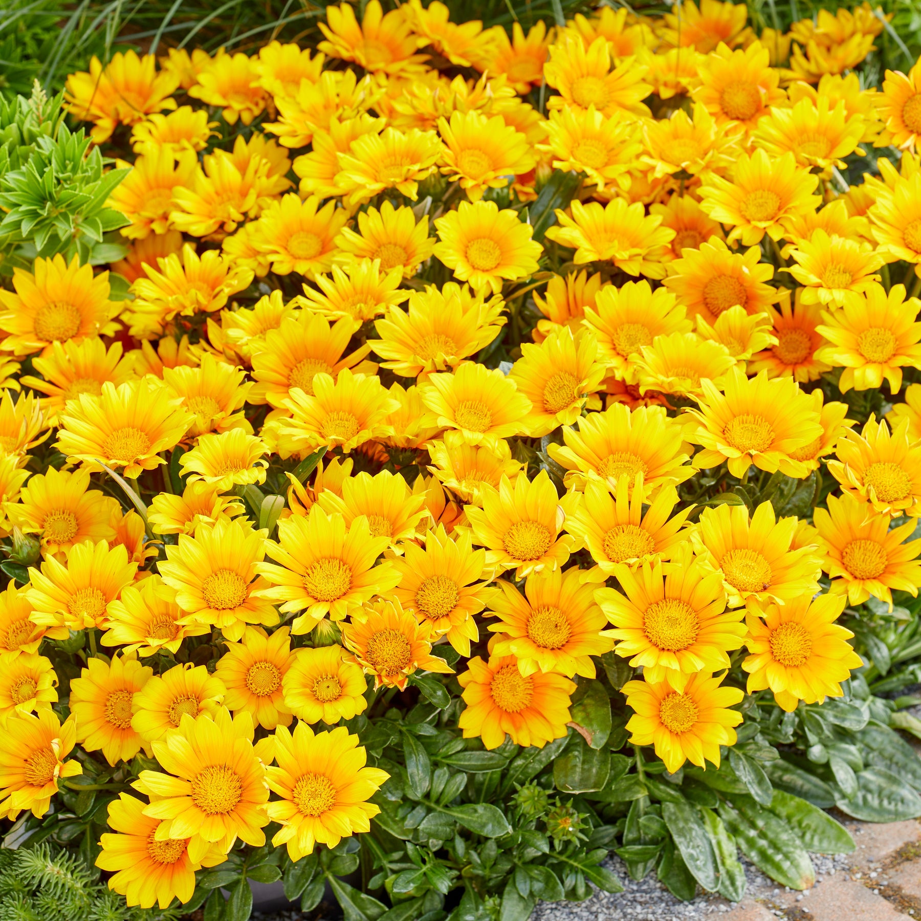 Gazania Suncarpet®