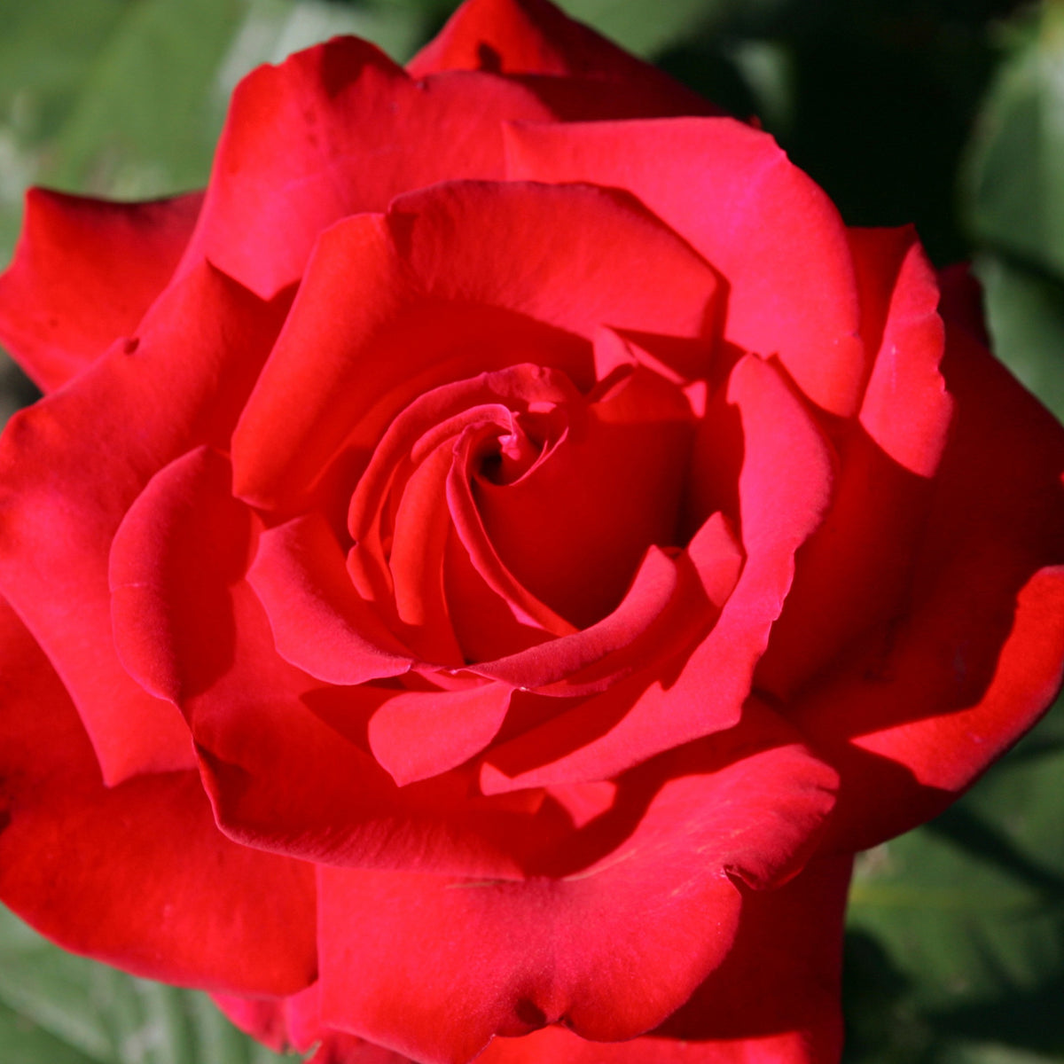 Rosier buisson Grande Amore ® - Rosa Grande Amore ® - Rosiers arbustifs
