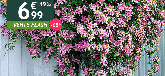 La Clématite montana ‘Rubens’ est à -65% soit 6,99€ au lieu de 19,99€ !